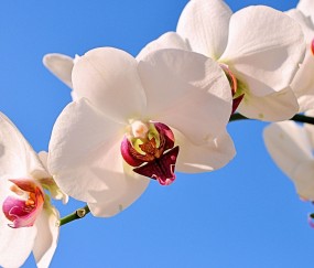 平谷正规捐卵机构有哪些，附私立试管机构捐卵价格表！